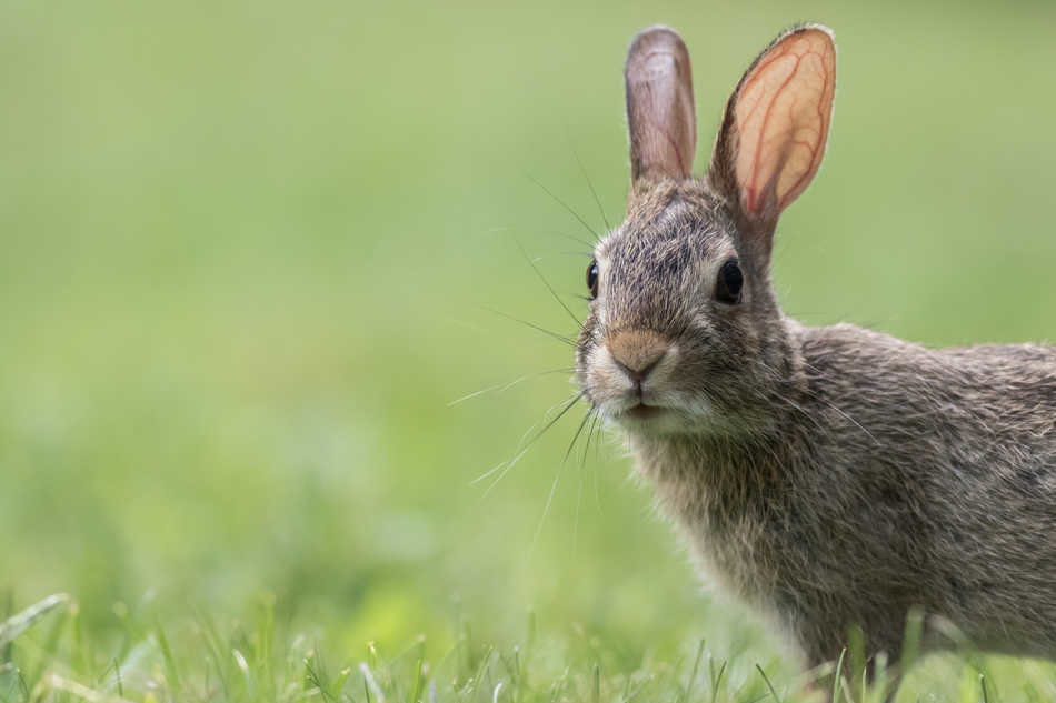 closeup-shot-cute-gray-bunny (1)