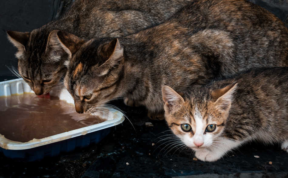 cute-kittens-eating-from-white-pot (1)