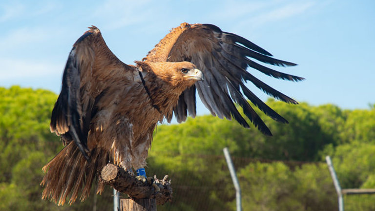 Andalucía se posiciona como territorio clave en la recuperación del águila  imperial ...